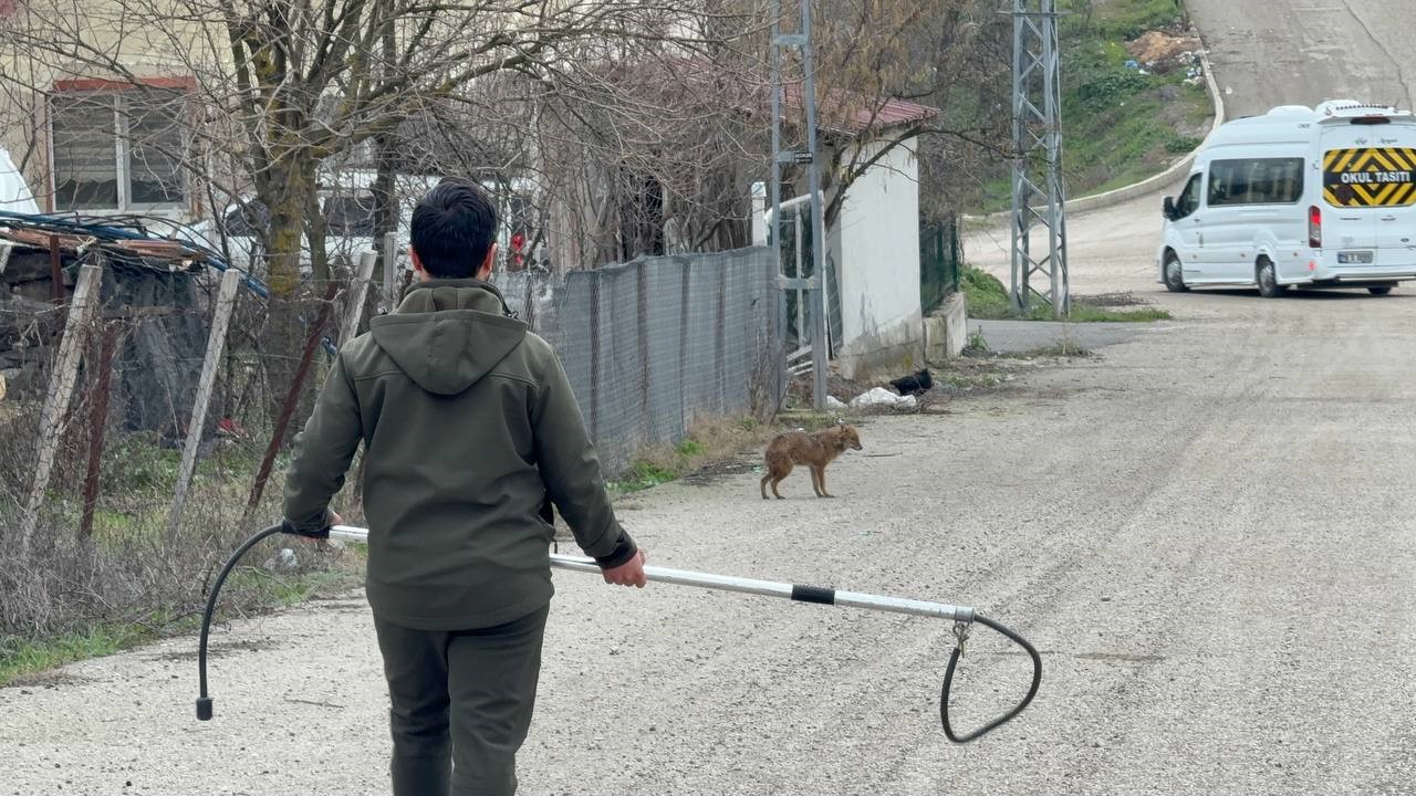 Karabük’te yerleşim yerine inen hasta çakal tedavi edilip doğaya salındı
