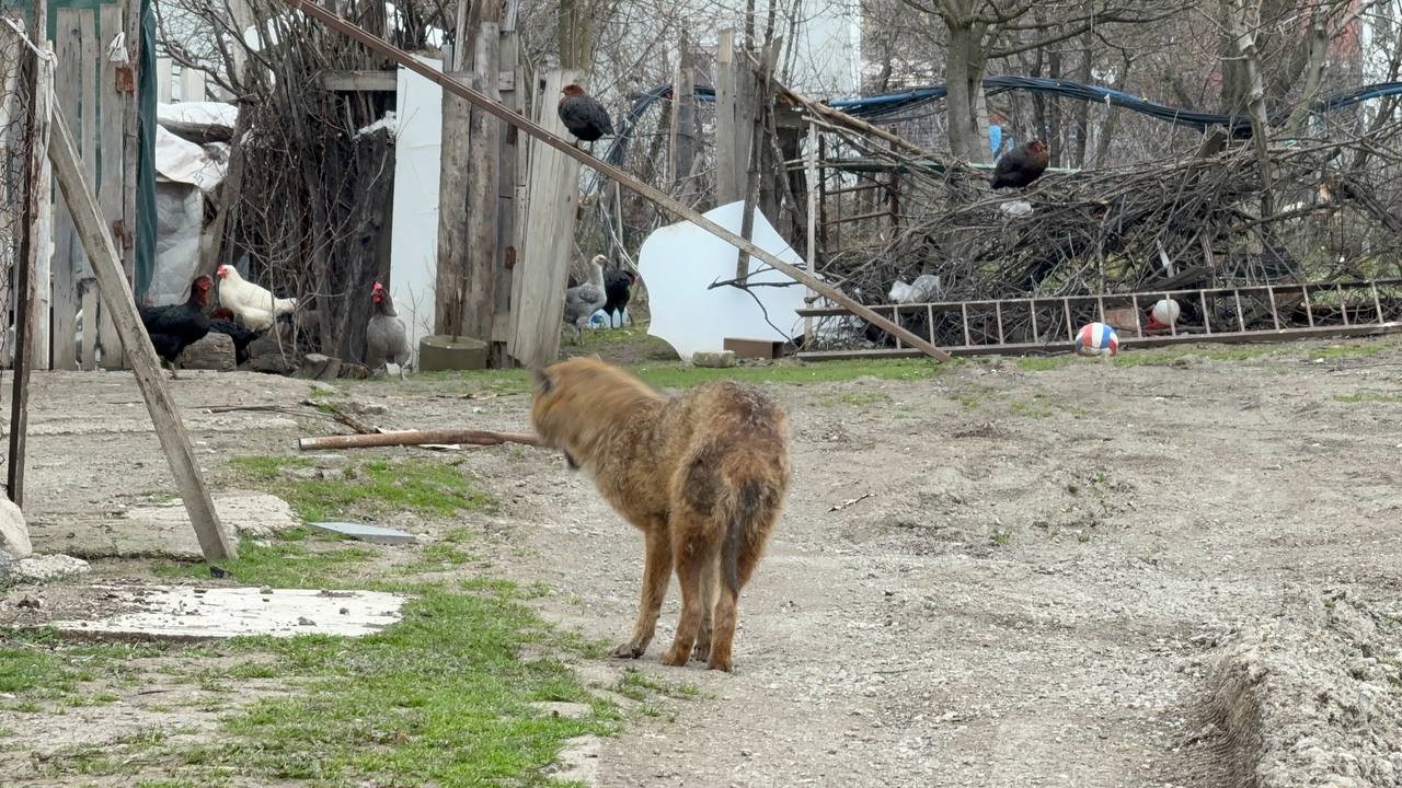 Karabük’te yerleşim yerine inen hasta çakal tedavi edilip doğaya salındı
