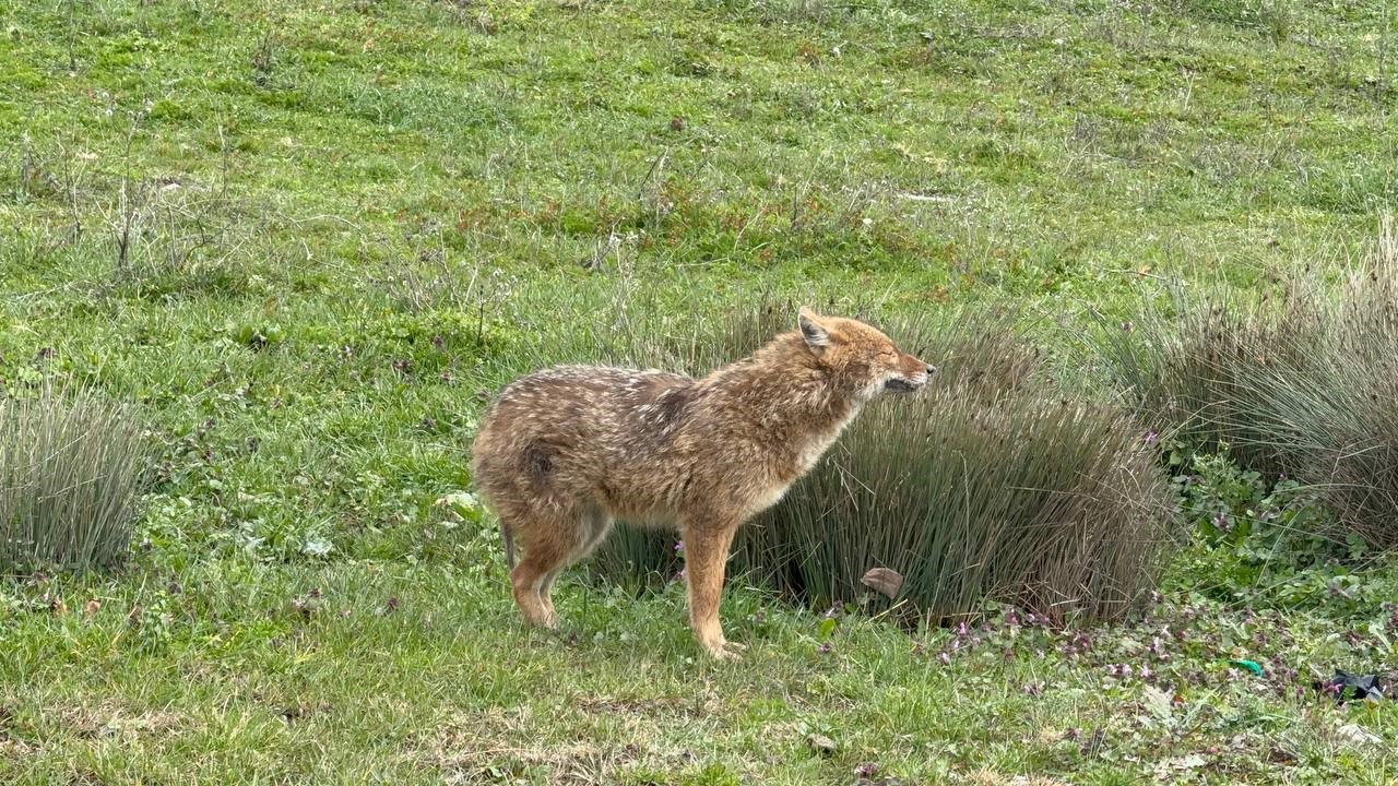 Karabük’te yerleşim yerine inen hasta çakal tedavi edilip doğaya salındı

