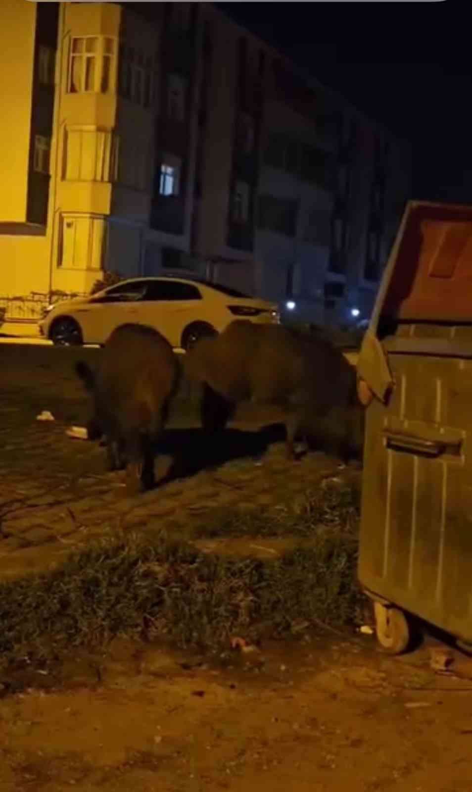 Karabük’te yerleşim yerlerine inen yaban hayvanları kamerada
