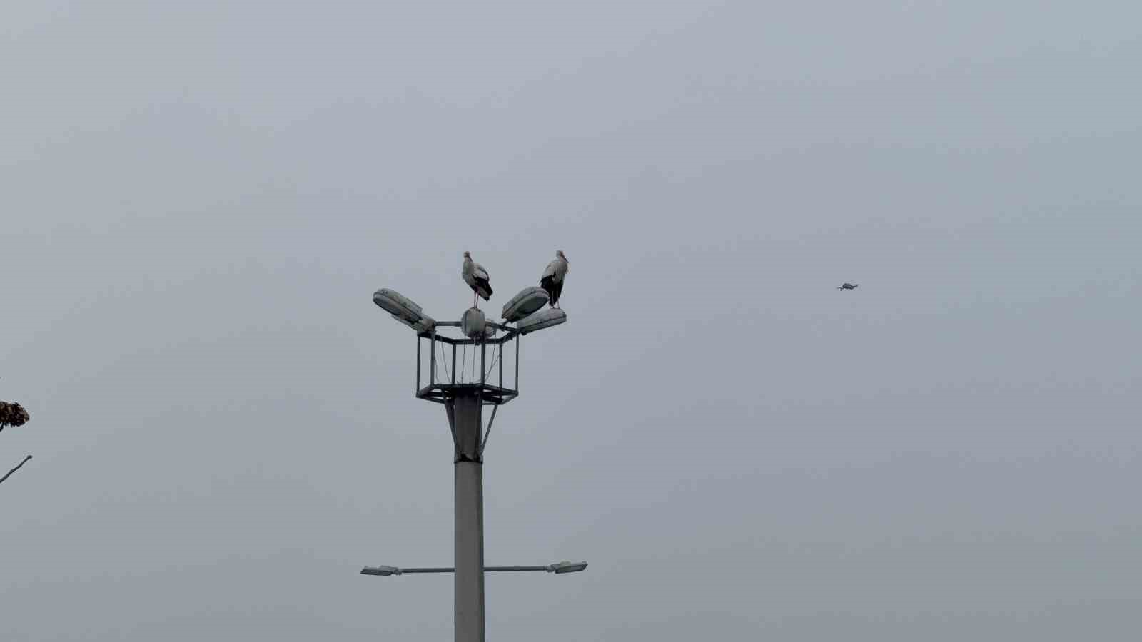 Karabük’ün simgesi haline gelen leylek dronla görüntülendi
