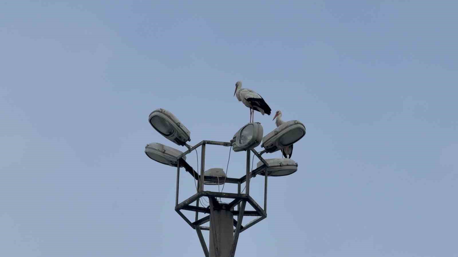 Karabük’ün simgesi haline gelen leylek dronla görüntülendi
