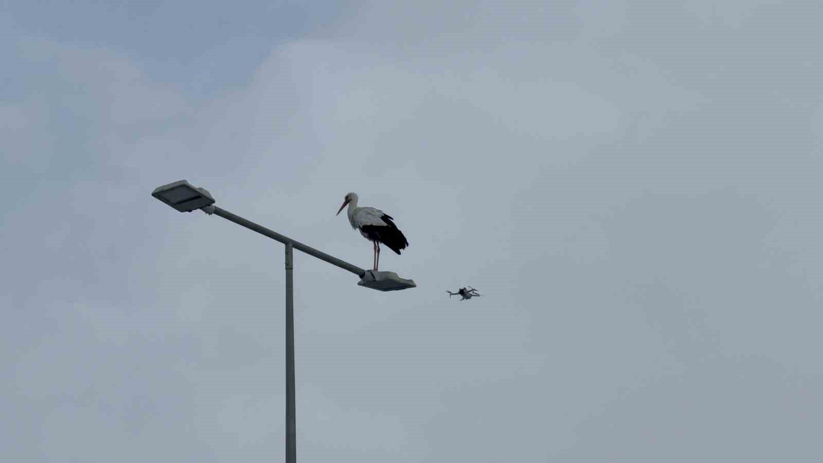 Karabük’ün simgesi haline gelen leylek dronla görüntülendi
