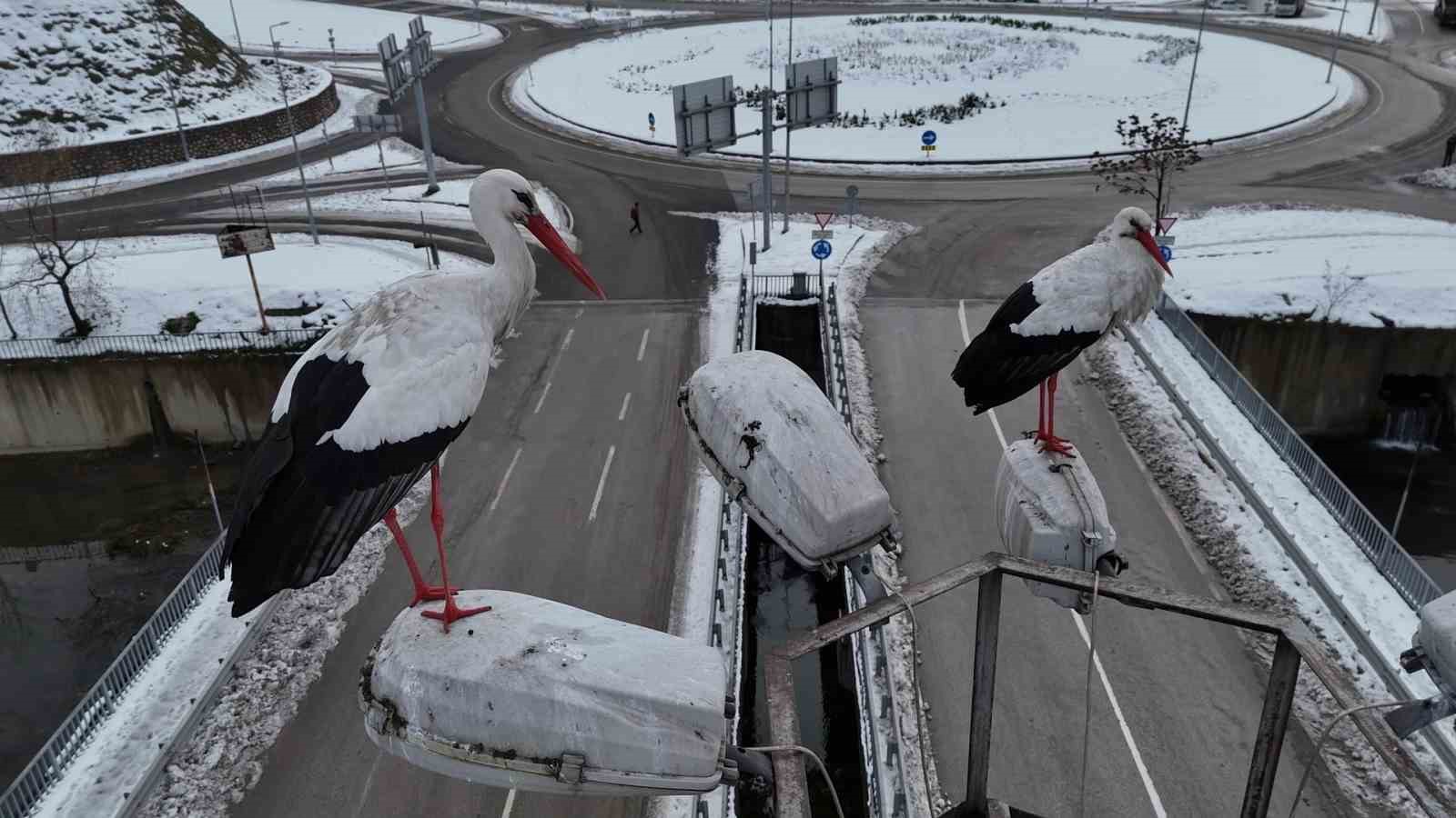 Karabük’ün simgesi haline gelen leylek dronla görüntülendi
