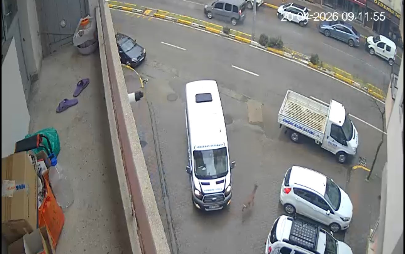 Karaca Giresun’un Görele ilçesinde şehir merkezine indi: iki araca çarptı, gözden kayboldu
