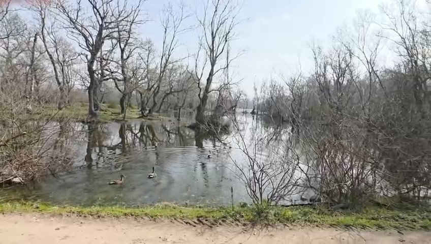 Karacabey Longozları’nda yaban hayatına özgürlük
