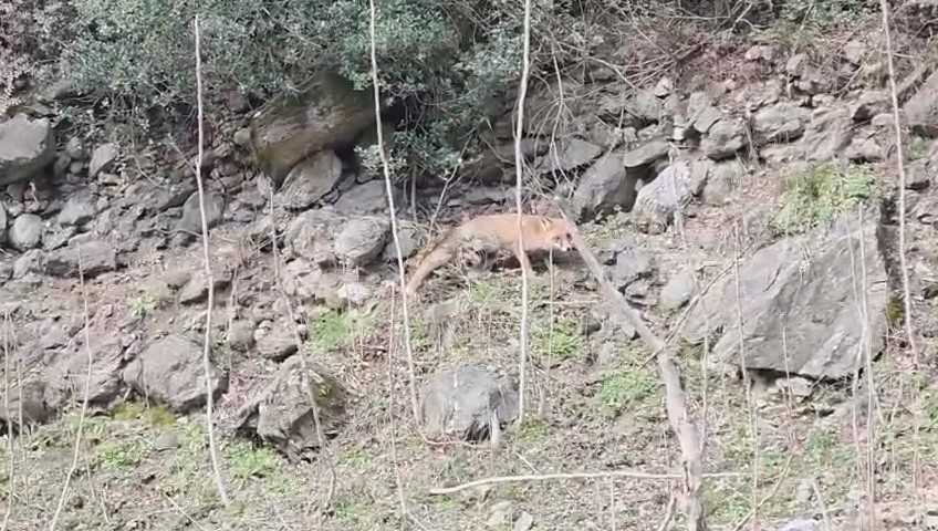 Karacabey Longozları’nda yaban hayatına özgürlük
