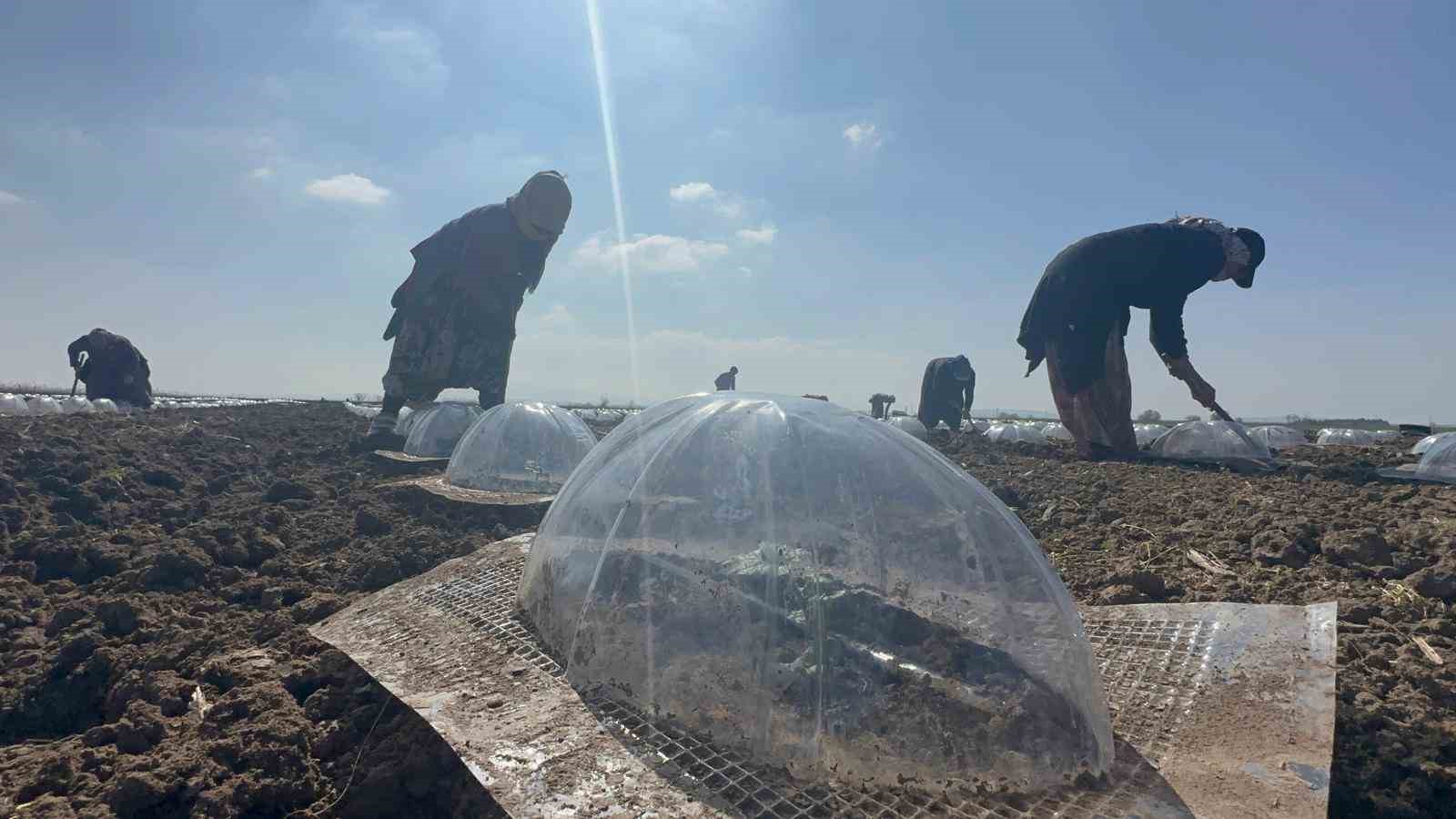 Karacabey Ovası’nda turfanda karpuz ekimi başladı
