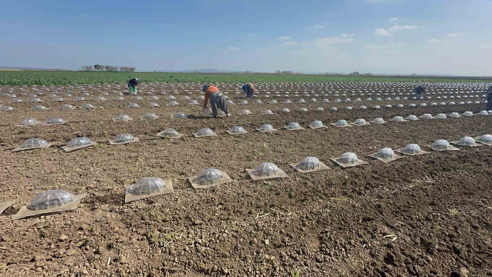 Karacabey Ovası’nda turfanda karpuz ekimi başladı
