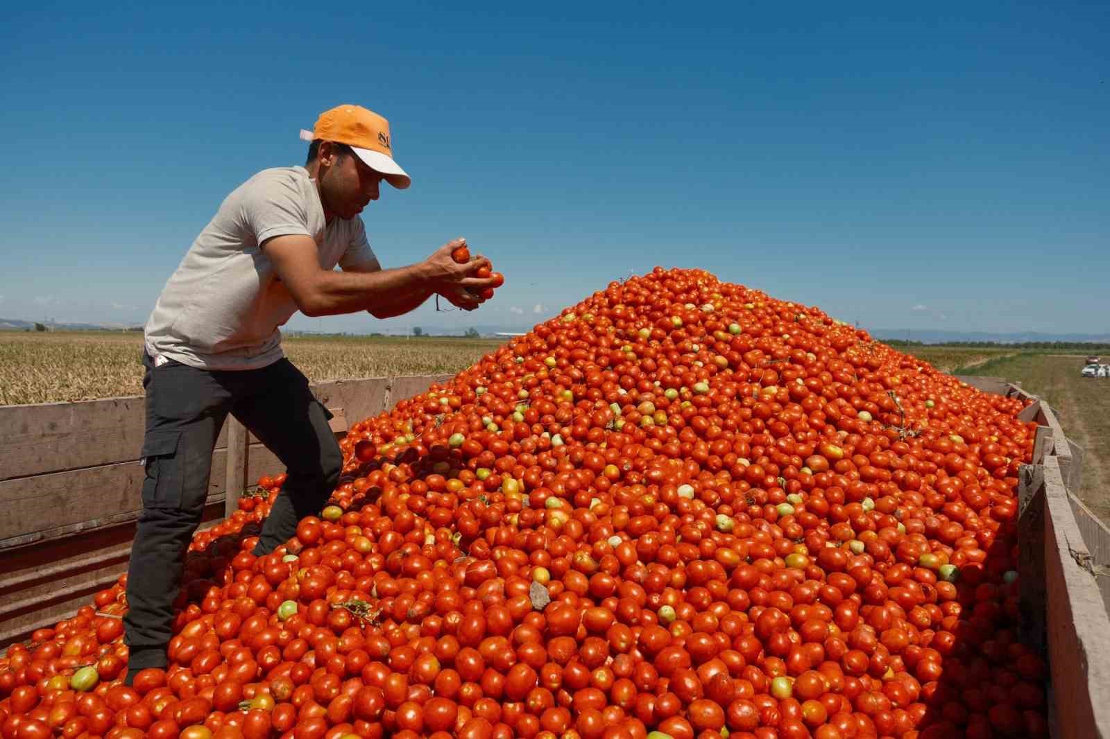 Karacabey’de salçalık domates ekiminde "serbest"in fazla olması bekleniyor
