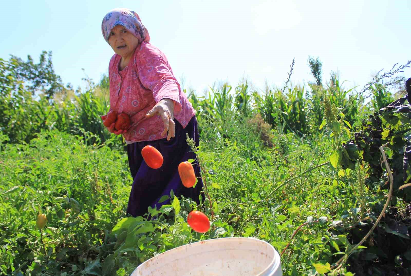Karacabey’de salçalık domates ekiminde "serbest"in fazla olması bekleniyor
