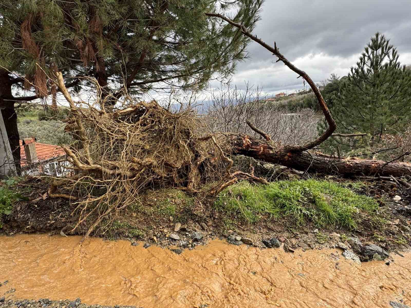 Karacasu’da aşırı yağışlar sonrası toprak kaydı, ağaçlar devrildi
