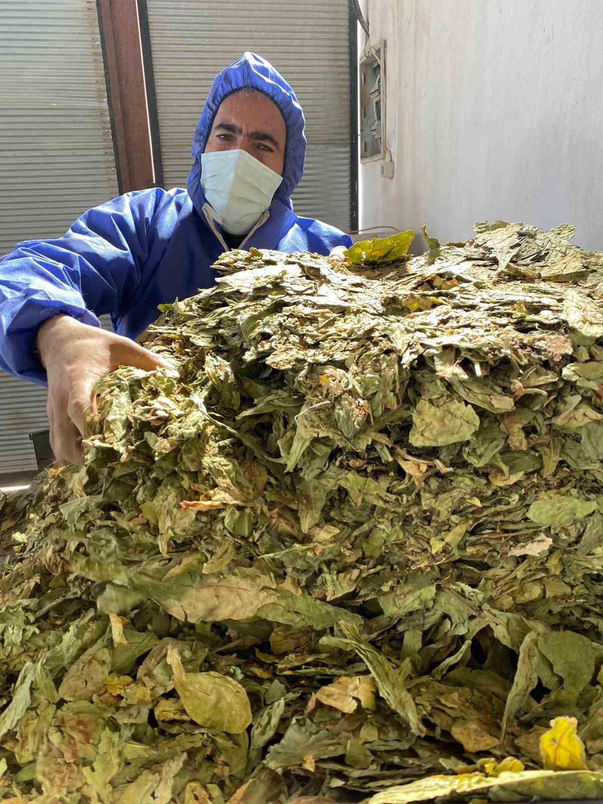 Karacasu’da çiftçilerin tütün mesaisi başladı
