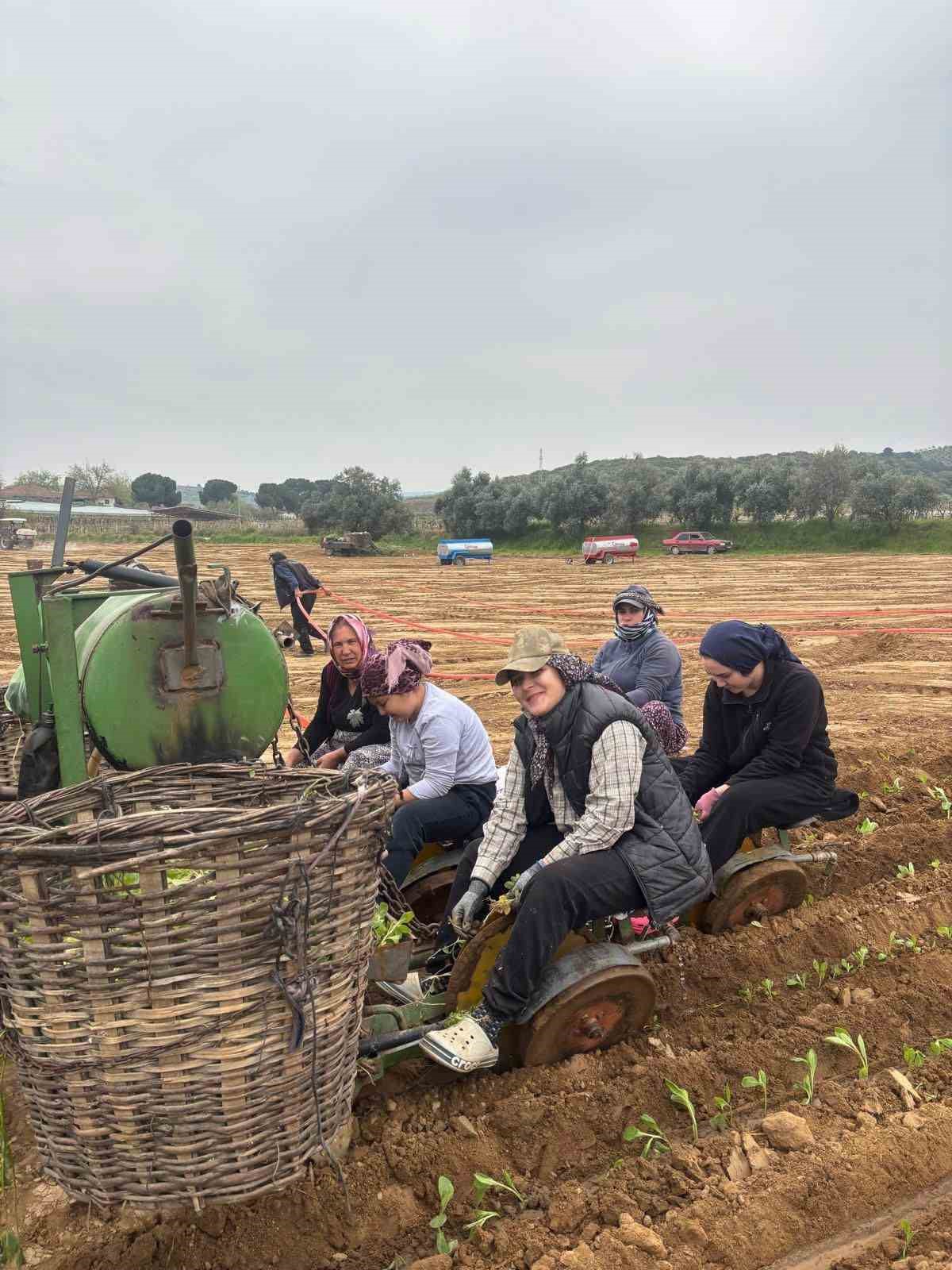 Karacasu’da çiftçilerin tütün mesaisi başladı

