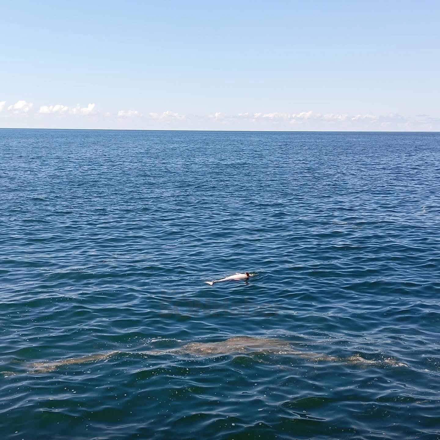 Karadeniz Ereğli’de sahilde ölü yunus bulundu
