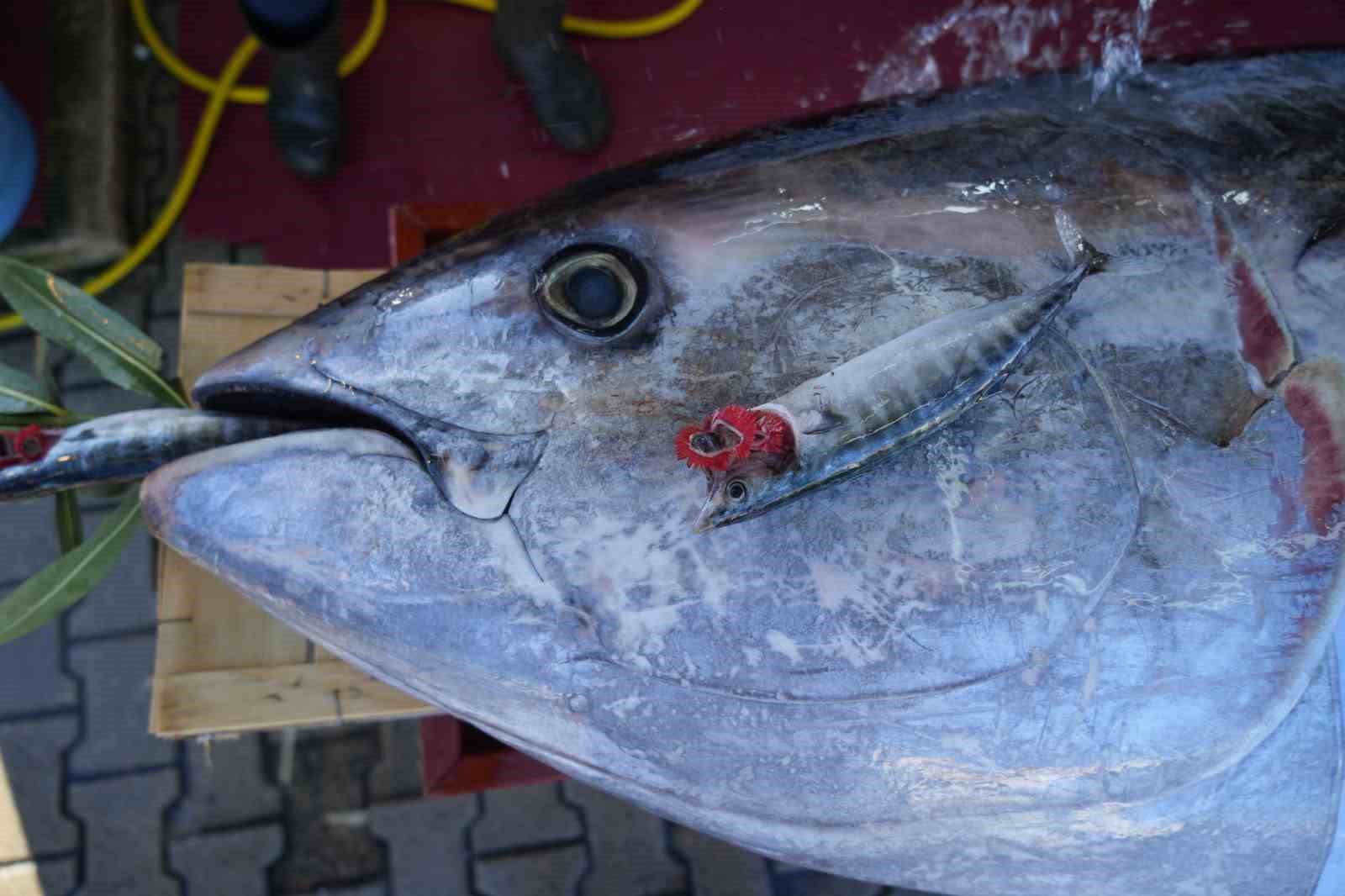 Karadeniz’de avlanan 353 kiloluk dev orkinos ilgi odağı oldu

