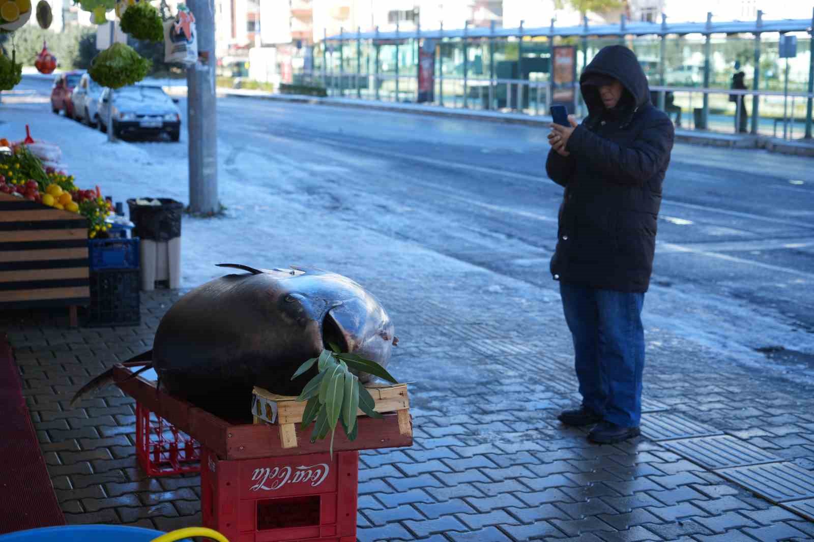Karadeniz’de avlanan 353 kiloluk dev orkinos ilgi odağı oldu
