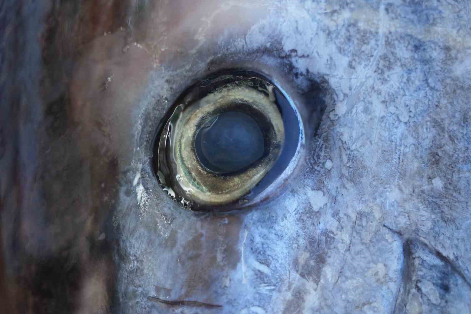 Karadeniz’de avlanan 353 kiloluk dev orkinos ilgi odağı oldu
