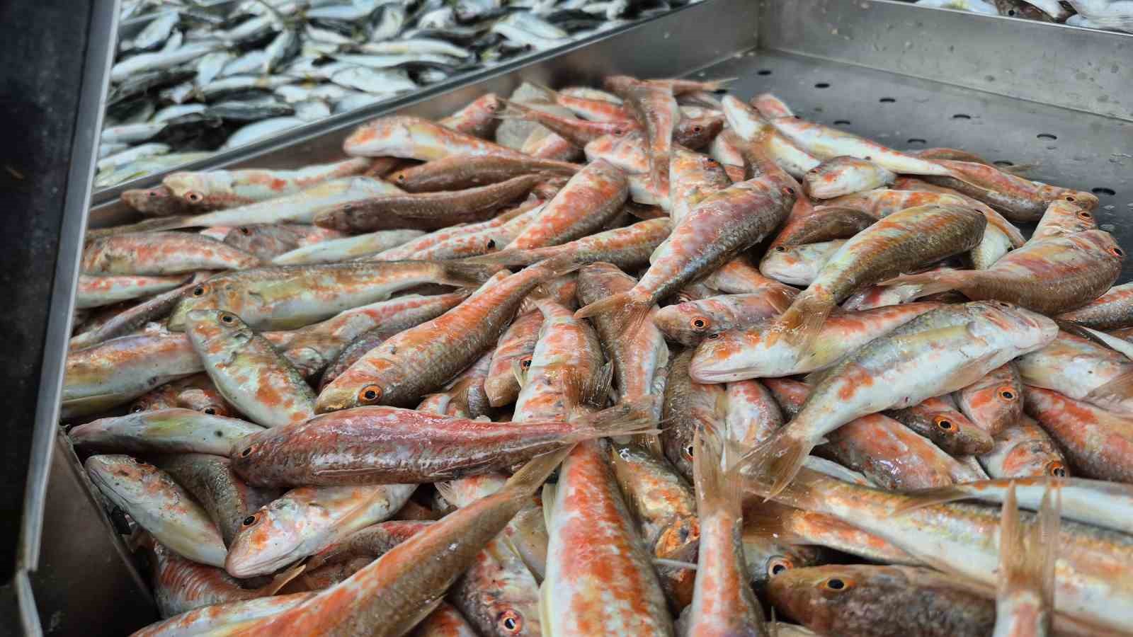 Karadeniz’de hamsi yerini istavrite bıraktı
