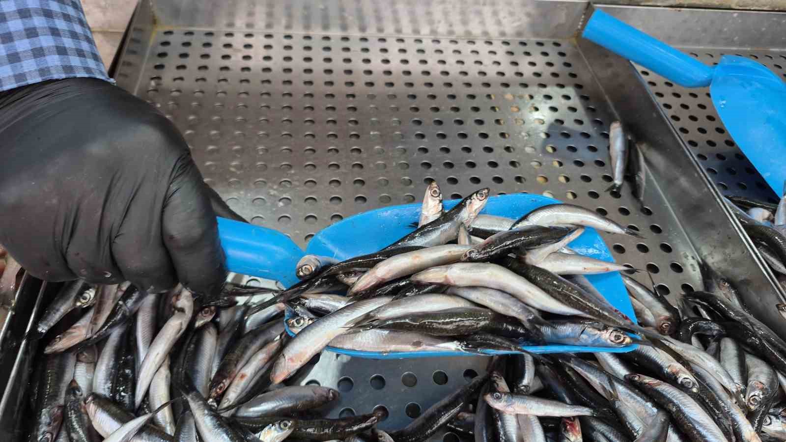 Karadeniz’de hamsi yerini istavrite bıraktı
