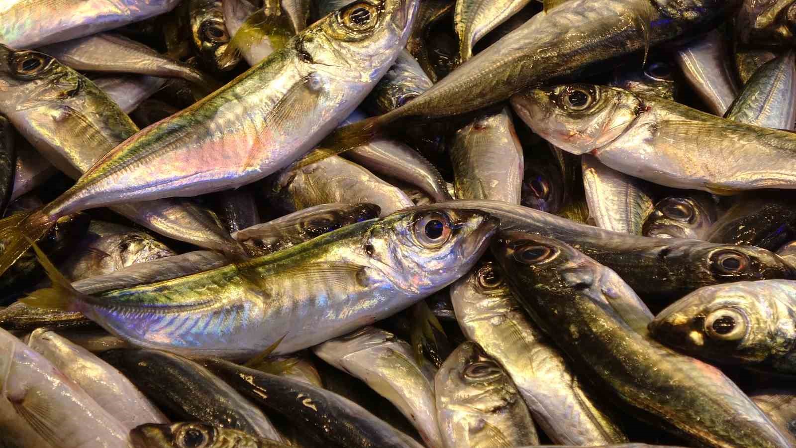 Karadeniz’de sezon sonu bereketi
Karadeniz’de sezon sonu bereketi