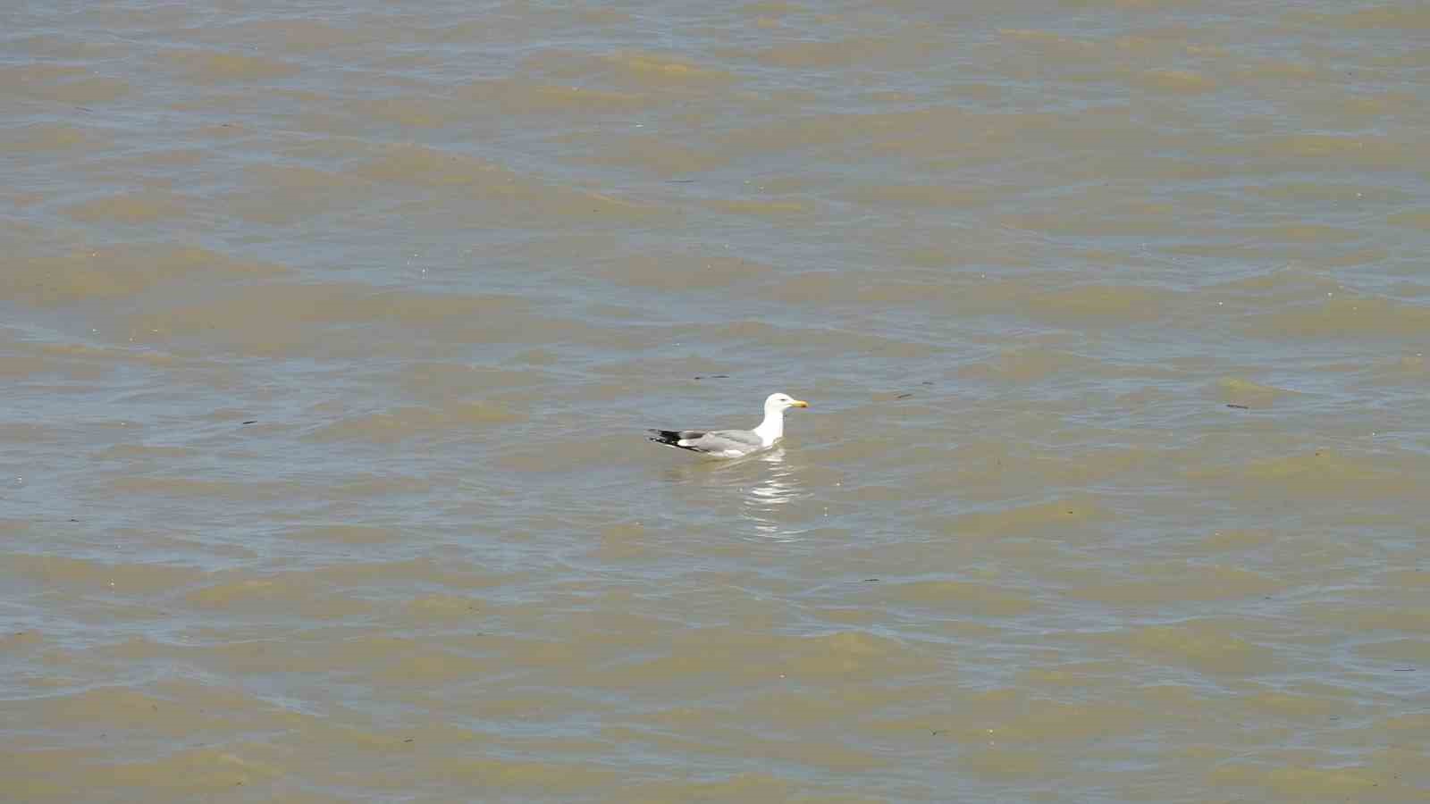 Karadeniz’in rengi kahverengiye döndü
