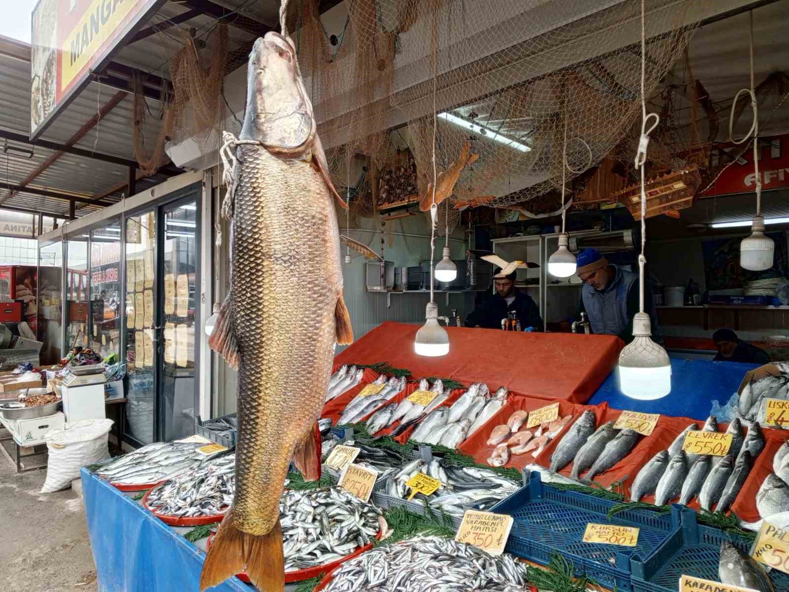Karakaya Barajı’nda yakalanan 42 kiloluk turna balığı ilgi gördü

