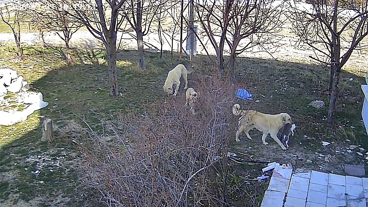Karaman’da başıboş köpeklerin kediyi öldürdüğü anlar kameraya yansıdı
