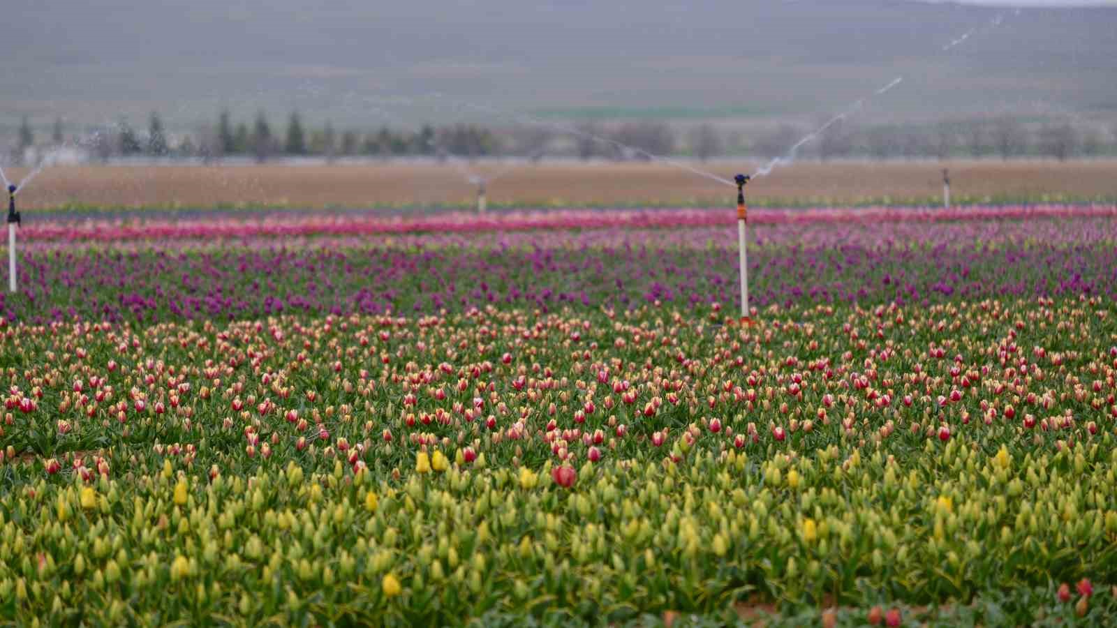 Karaman’da lale tarlası ziyaretçilerine hazırlanıyor
