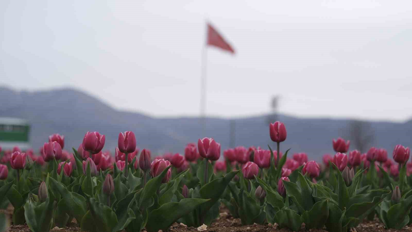 Karaman’da lale tarlası ziyaretçilerine hazırlanıyor
