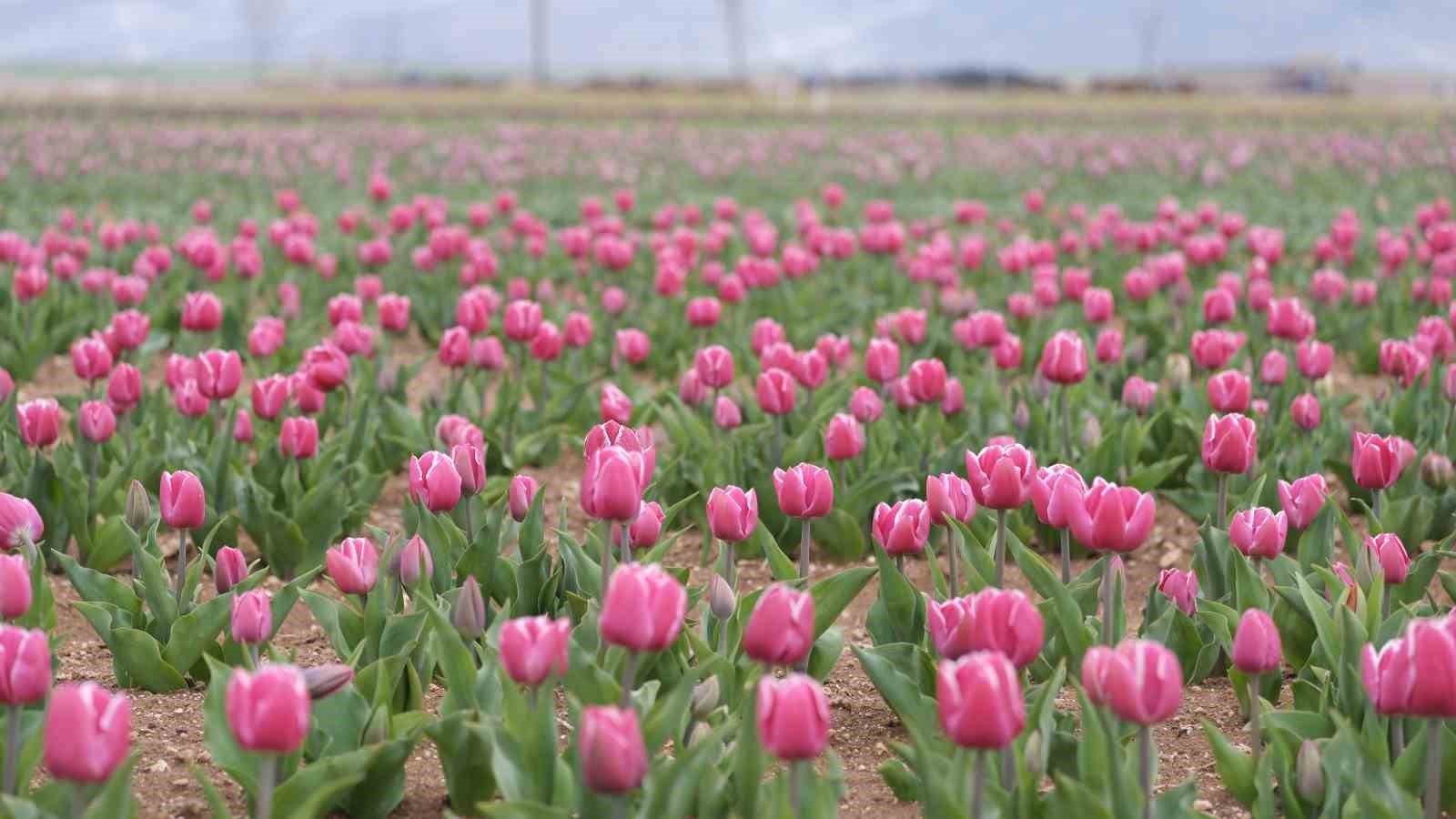 Karaman’da lale tarlası ziyaretçilerine hazırlanıyor
