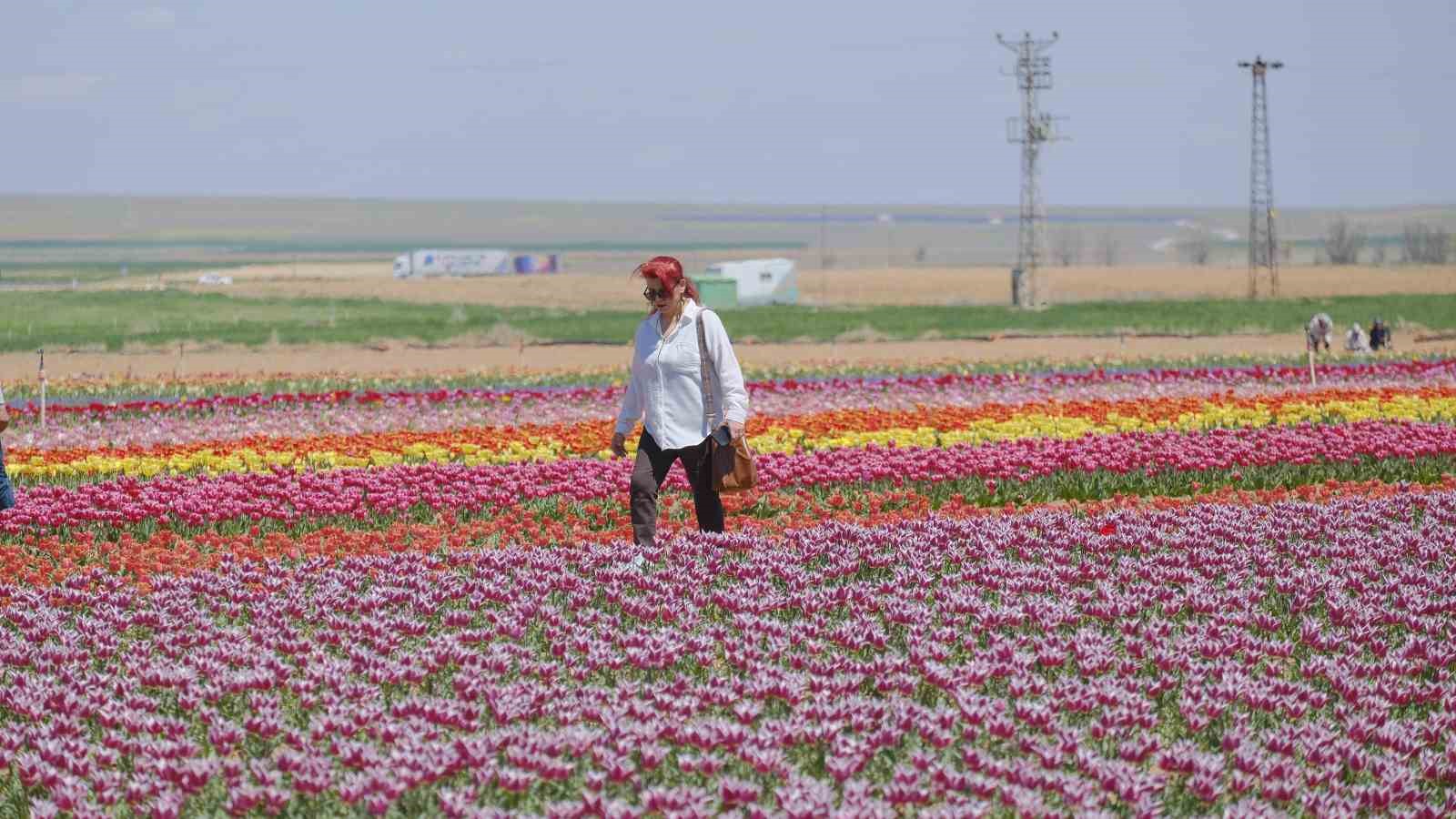 Karaman’da lale tarlasına ziyaretçi akını: 2 günde 30 bin kişi gezdi
