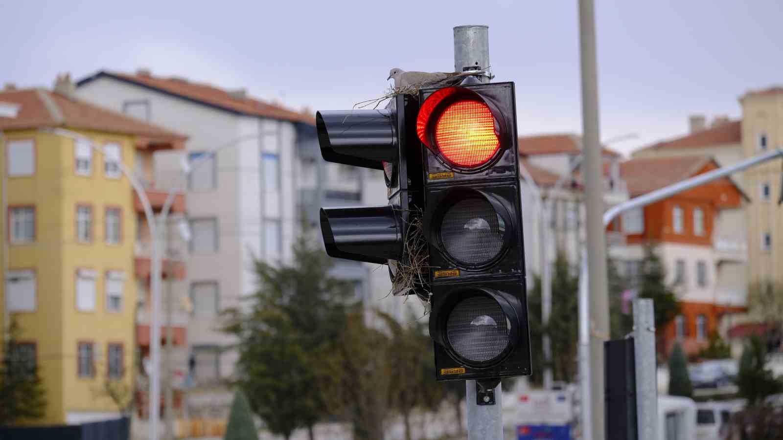 Karaman’ın en işlek kavşağındaki trafik lambasına yuva yapan kumru görenleri şaşırtıyor
