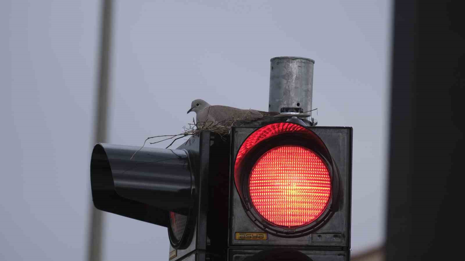 Karaman’ın en işlek kavşağındaki trafik lambasına yuva yapan kumru görenleri şaşırtıyor
