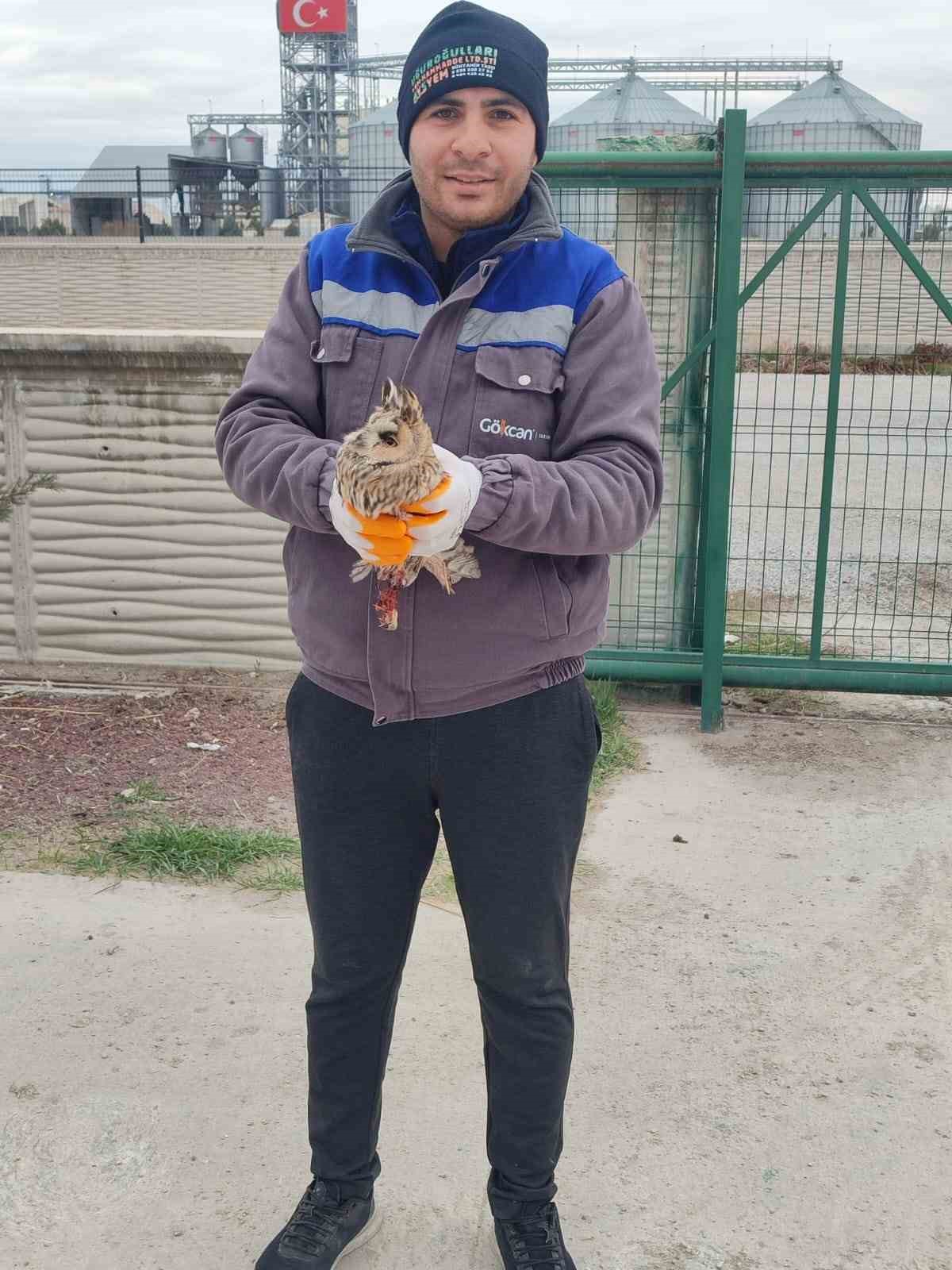 Karapınar’da yaralı baykuş tedaviye alındı
