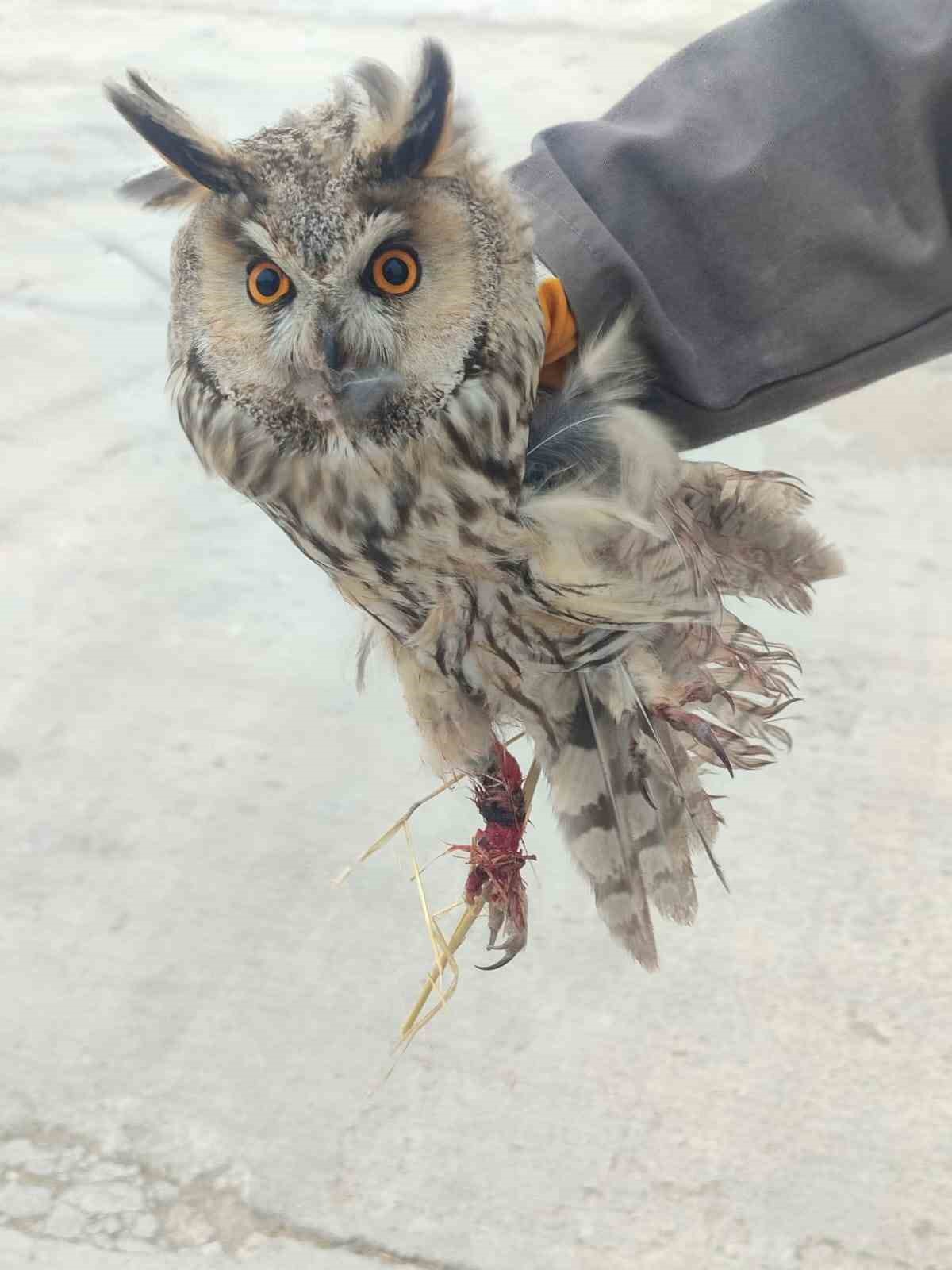 Karapınar’da yaralı baykuş tedaviye alındı
