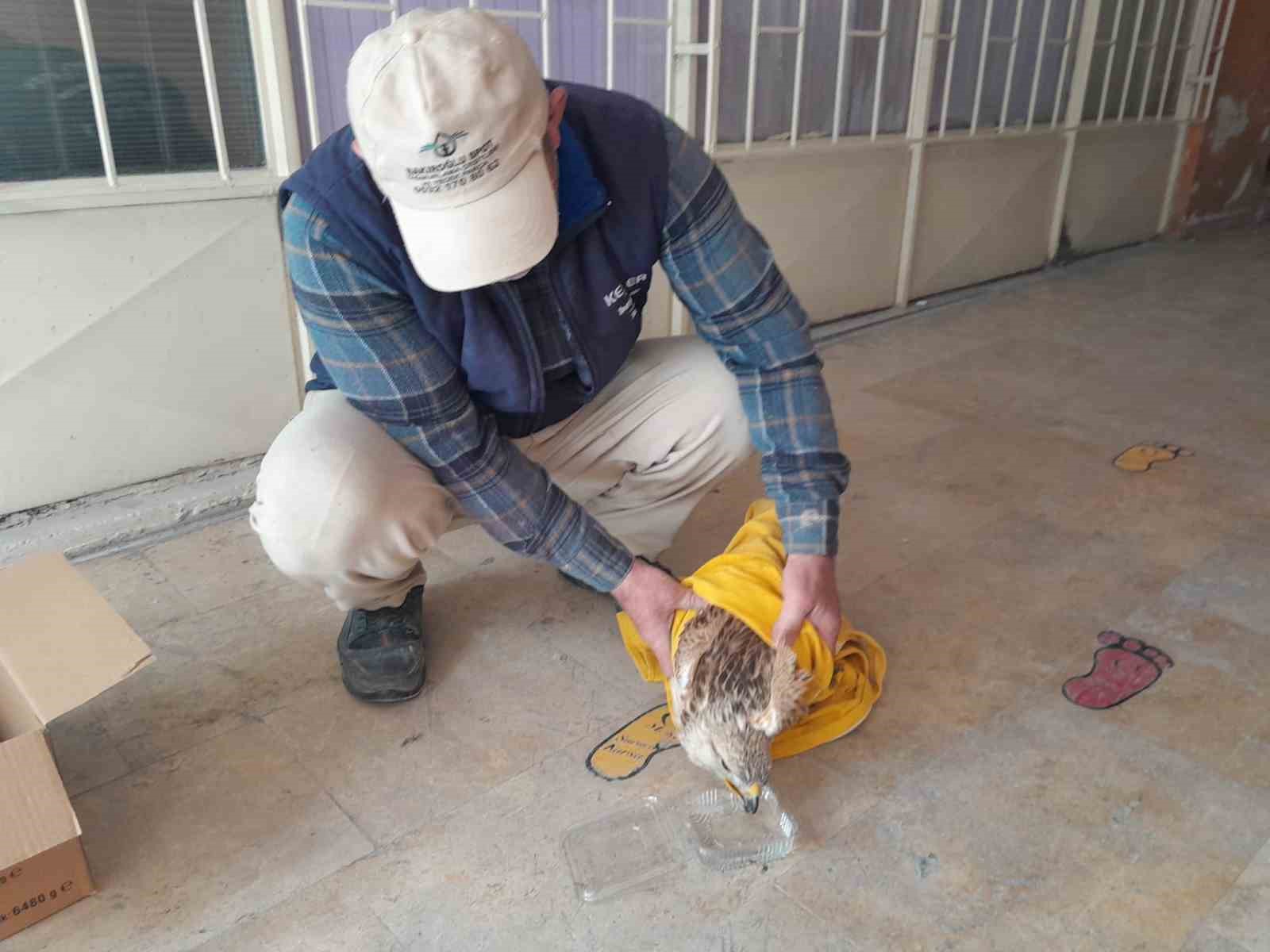 Karapınar’da yaralı kızıl şahin tedavi altına alındı
