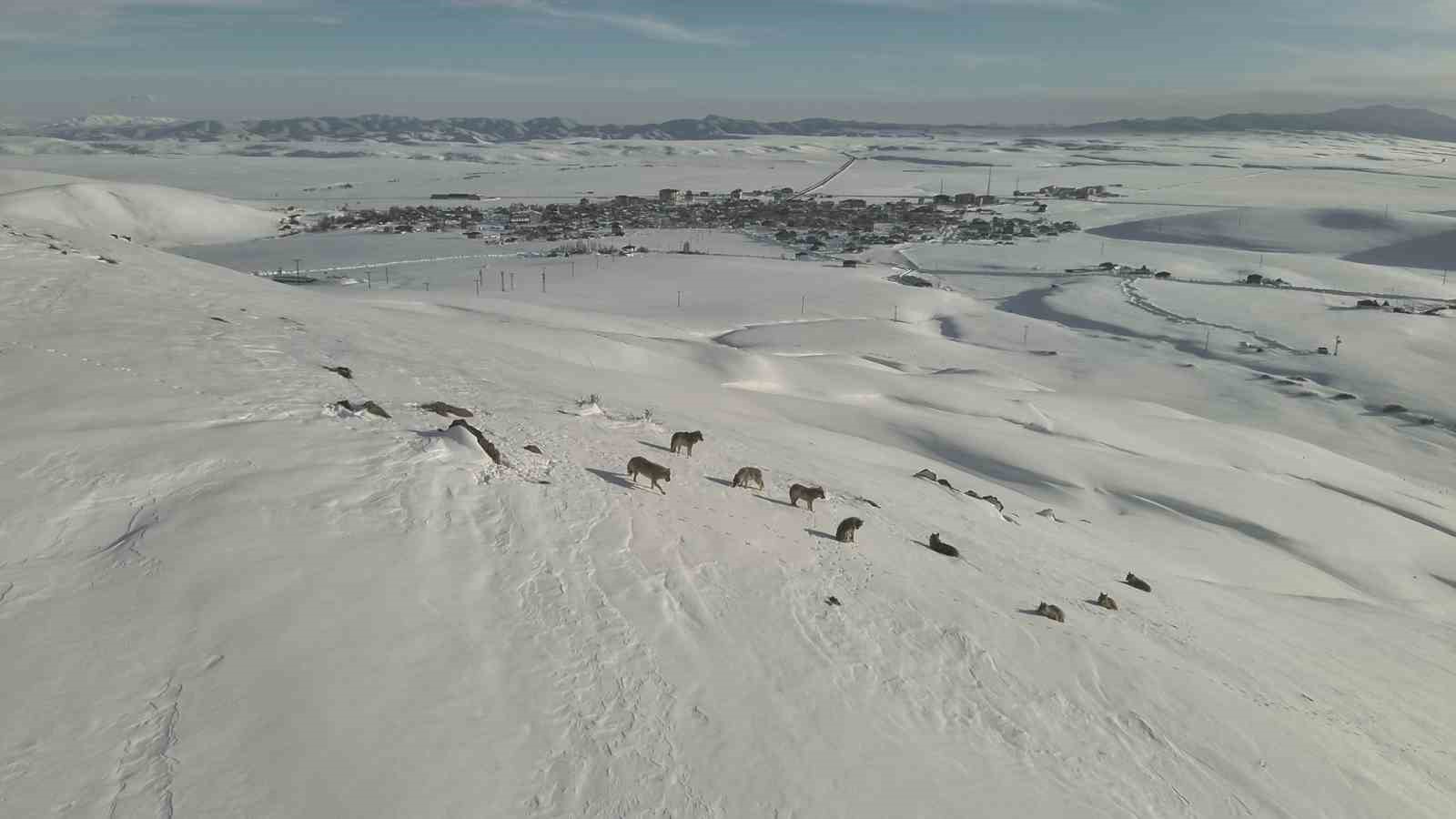 Karayazı’da kurt sürüsü gündüz vakti görüntülendi
