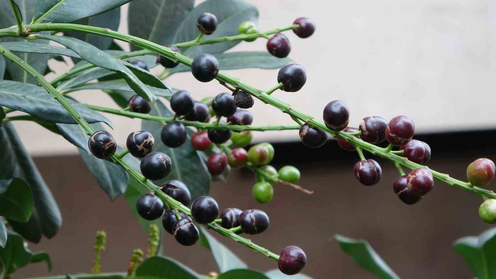 Karayemiş ağacı mevsimine 3 ay kala meyve verdi: "Tadı çok güzel"
