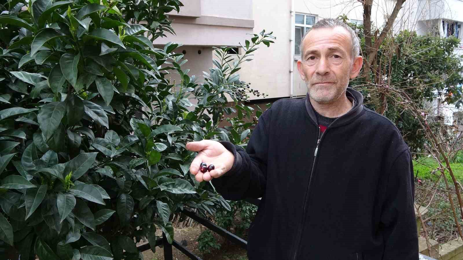 Karayemiş ağacı mevsimine 3 ay kala meyve verdi: "Tadı çok güzel"
