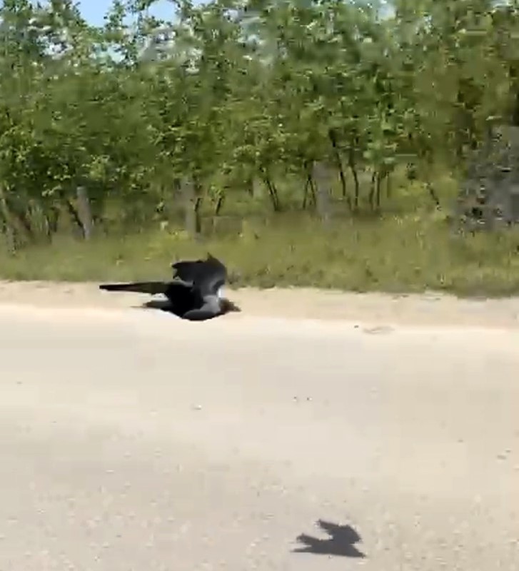 Karga önce sileceğe, sonra sürücünün omzuna kondu
