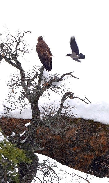 Karganın kartal ile tehlikeli oyunu kamerada
