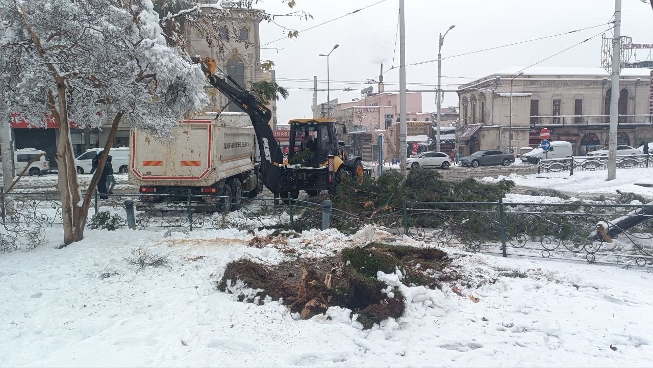 Karın ağırlığına dayanamayan ağaçlar devrildi
