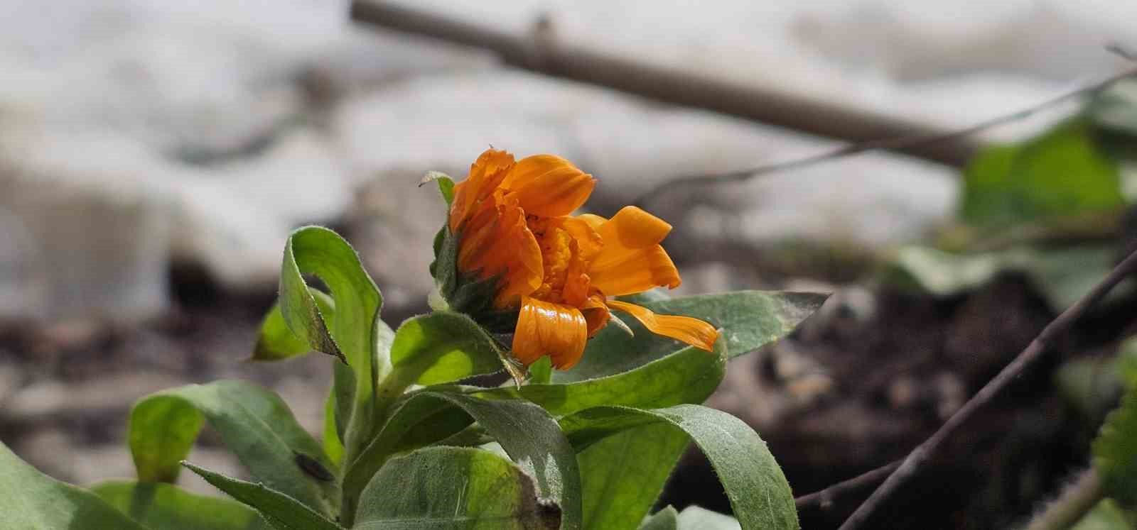 Karın başkenti Bitlis’te şubat sürprizi: Çiçekler karlar arasında açtı
