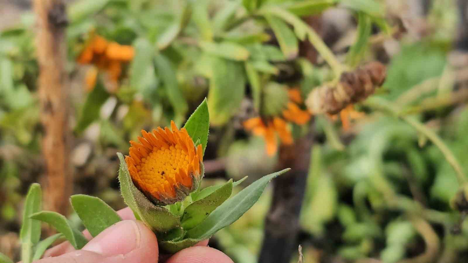 Karın başkenti Bitlis’te şubat sürprizi: Çiçekler karlar arasında açtı
