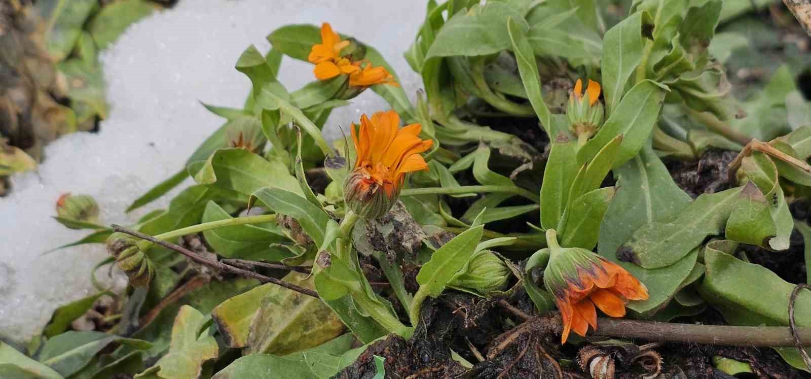 Karın başkenti Bitlis’te şubat sürprizi: Çiçekler karlar arasında açtı
