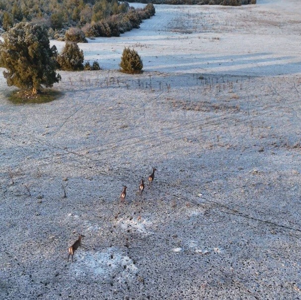 Karla kaplı dağlarda koşuşturan geyikler dronla böyle kaydedildi
