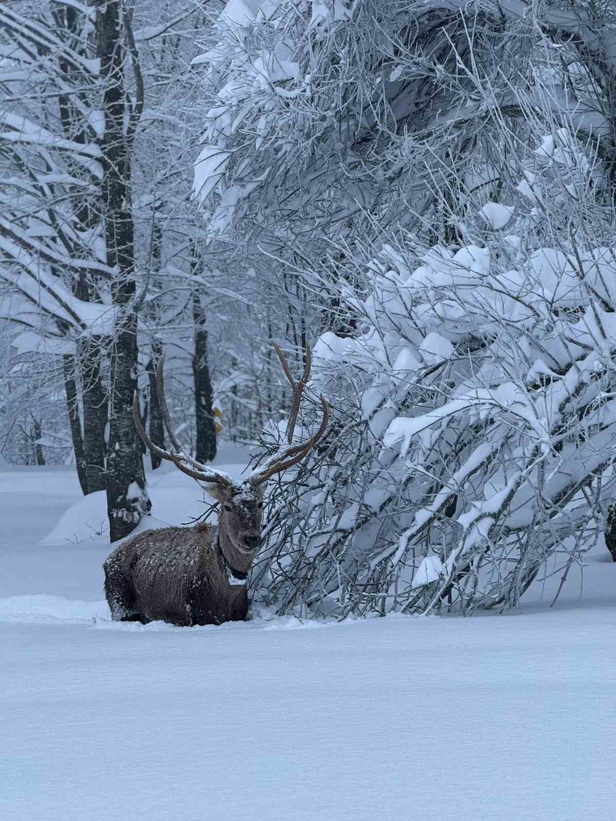 Karla kaplı Kartepe’de kızıl geyik güzelliği
