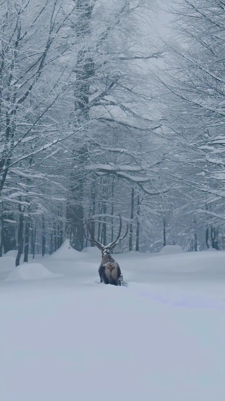 Karla kaplı Kartepe’de kızıl geyik güzelliği
