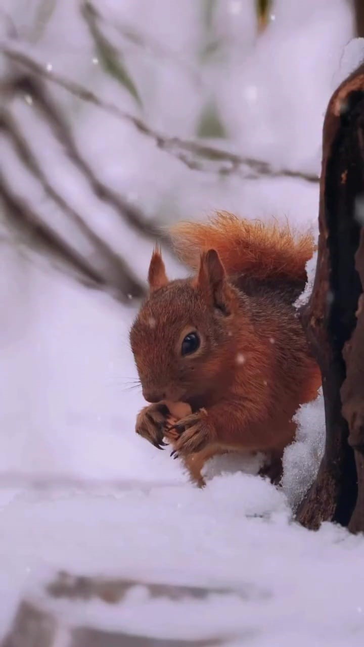 Karla kaplı Kartepe’de kızıl geyik güzelliği
